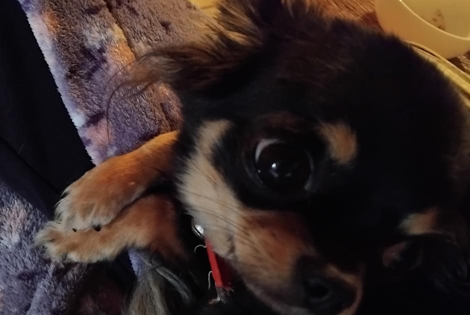 Alerte Disparition Chien  Femelle , 2 ans Belleydoux France