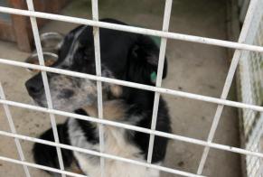 Alerte Découverte Chien Mâle Connerré France