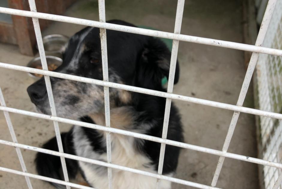 Alerte Découverte Chien Mâle Connerré France