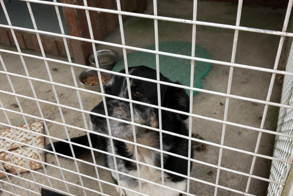 Alerte Découverte Chien Mâle Connerré France