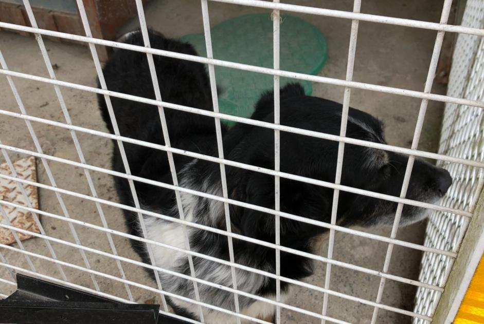 Alerte Découverte Chien Mâle Connerré France