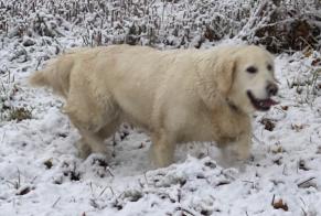 Alerte Disparition Chien  Femelle , 11 ans Vandeins France