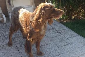Alerte Disparition Chien  Mâle , 1 ans Acheville France