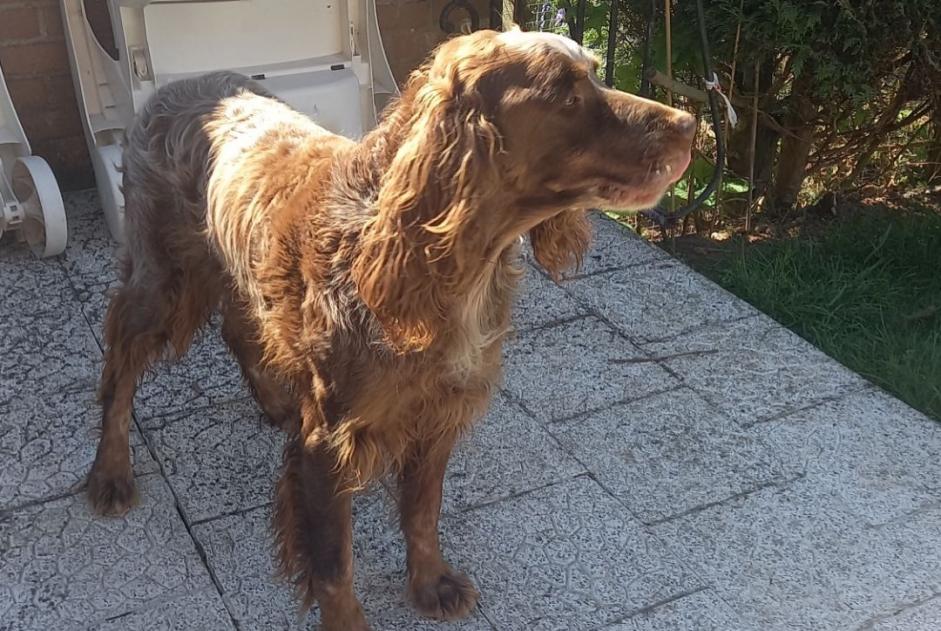 Alerte Disparition Chien  Mâle , 1 ans Acheville France