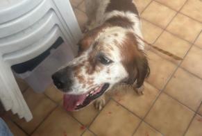 Alerte Découverte Chien  Mâle Le Pont-de-Claix France