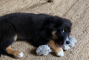 Alerte Découverte Chien  Femelle Vendes France