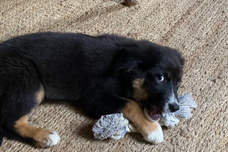 Alerte Découverte Chien  Femelle Vendes France