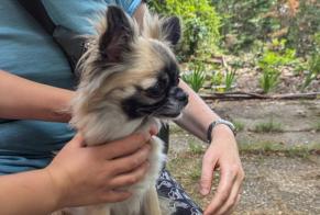 Alerte Découverte Chien  Inconnu Saint-Vallier France