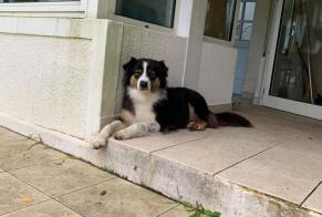 Alerte Disparition Chien  Femelle , 7 ans Brocas France