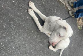 Alerte Découverte Chien croisement  Femelle Vitry-sur-Seine France