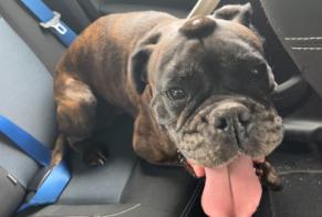 Alerte Découverte Chien  Femelle Mamers France