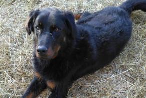 Alerte Disparition Chien  Mâle , 2 ans Sainte-Colombe-de-Villeneuve France