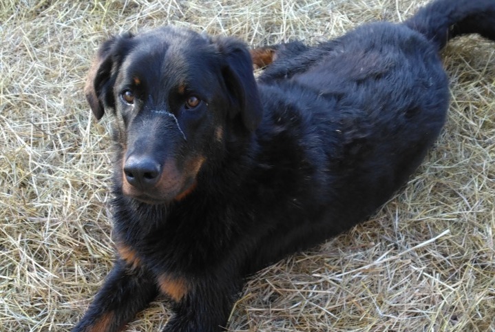 Alerte Disparition Chien  Mâle , 2 ans Sainte-Colombe-de-Villeneuve France