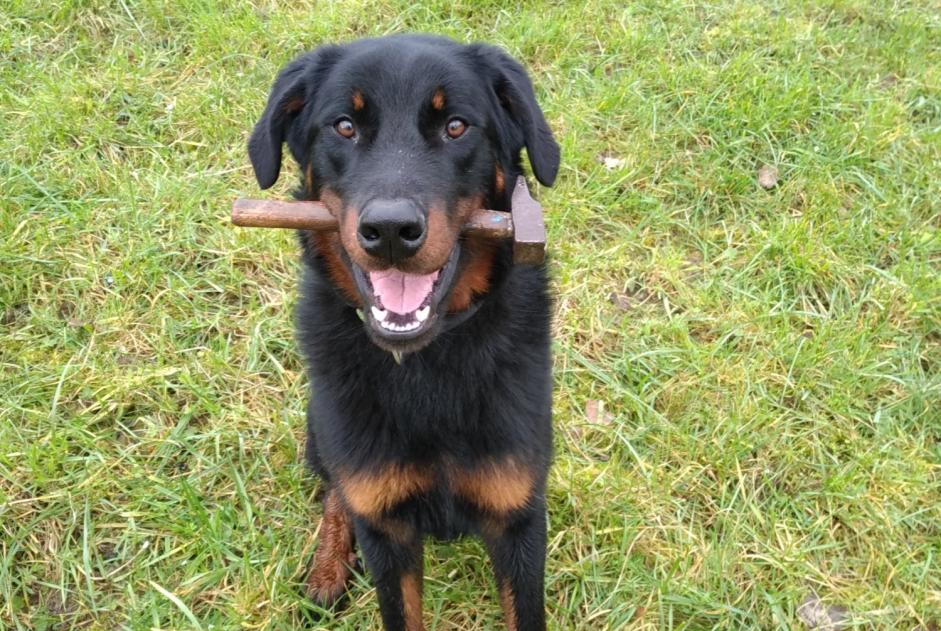 Alerte Disparition Chien  Mâle , 2 ans Sainte-Colombe-de-Villeneuve France