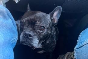 Alerte Disparition Chien  Femelle , 12 ans Auribeau France