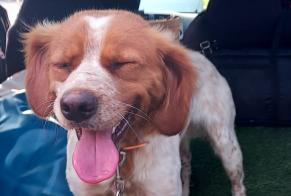 Alerte Découverte Chien  Inconnu Mirambeau France