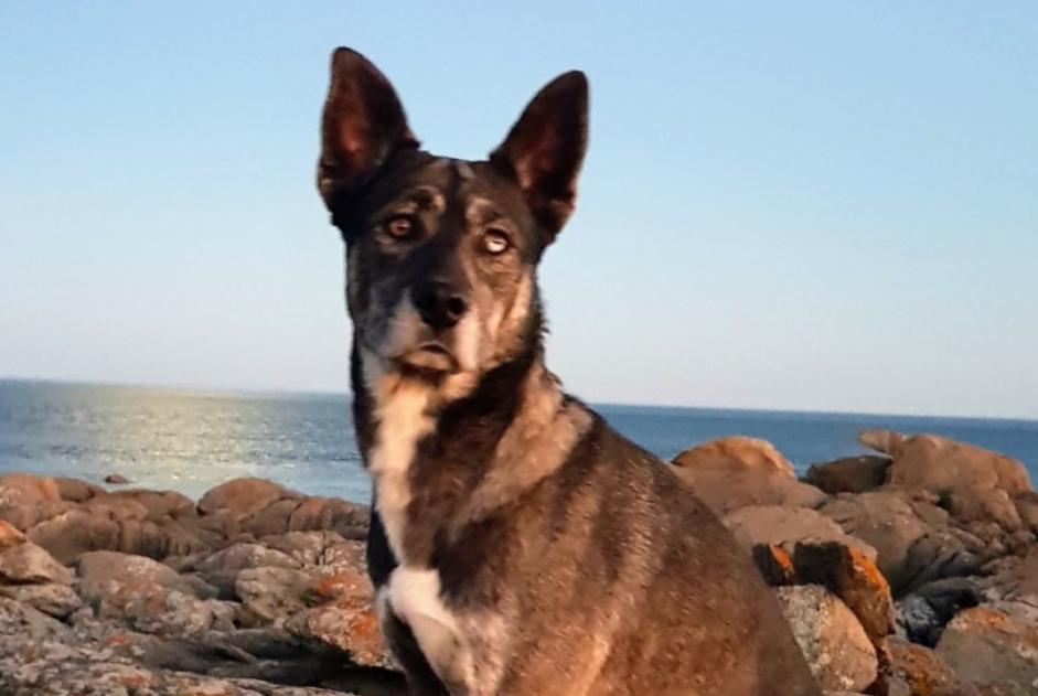 Alerte Disparition Chien croisement  Mâle , 6 ans Saint-Jean-de-Luz France