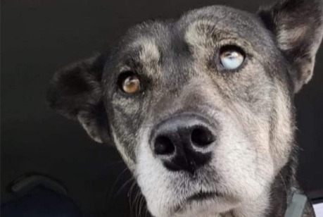 Alerte Disparition Chien croisement  Mâle , 6 ans Saint-Jean-de-Luz France
