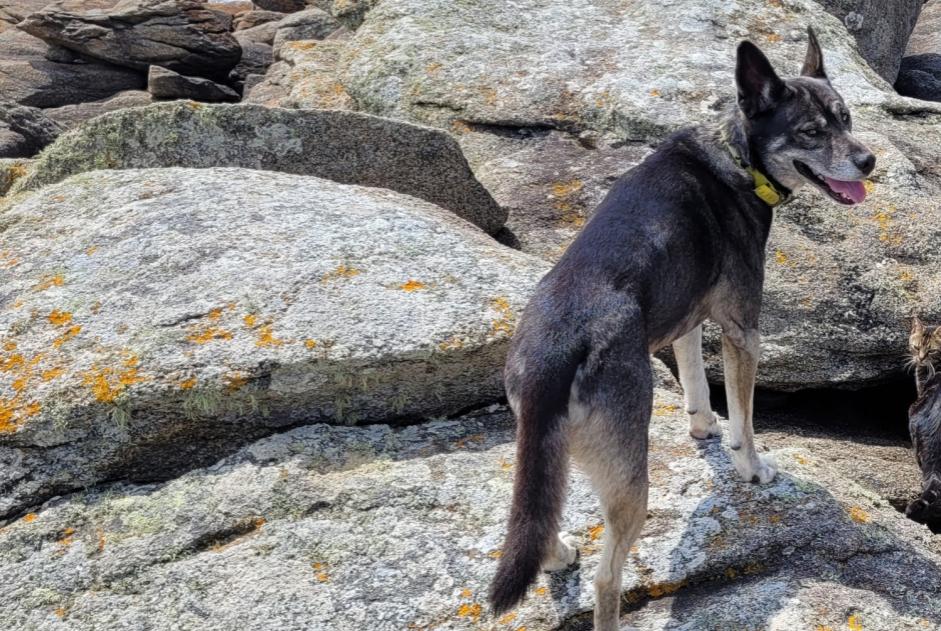 Alerte Disparition Chien croisement  Mâle , 6 ans Saint-Jean-de-Luz France