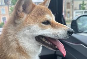 Alerte Découverte Chien  Inconnu Argentonnay France