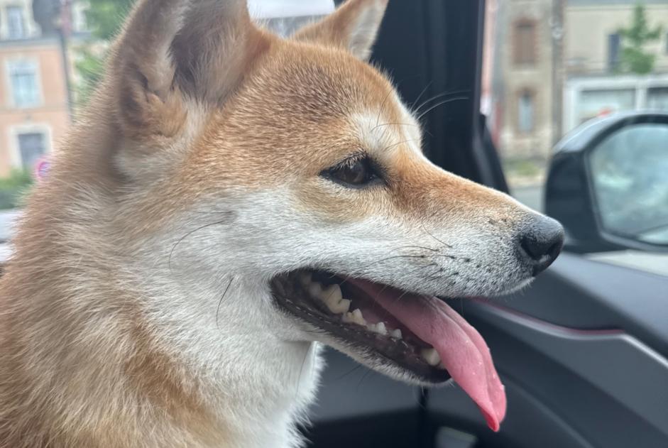 Alerte Découverte Chien  Inconnu Argentonnay France