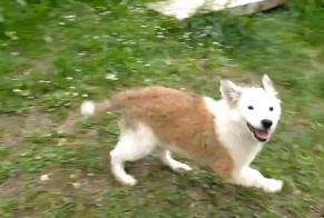 Alerte Disparition Chien  Femelle , 0 ans Crolles France