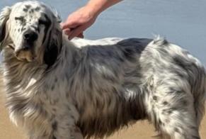 Alerte Disparition Chien  Mâle , 25 ans Larrau France