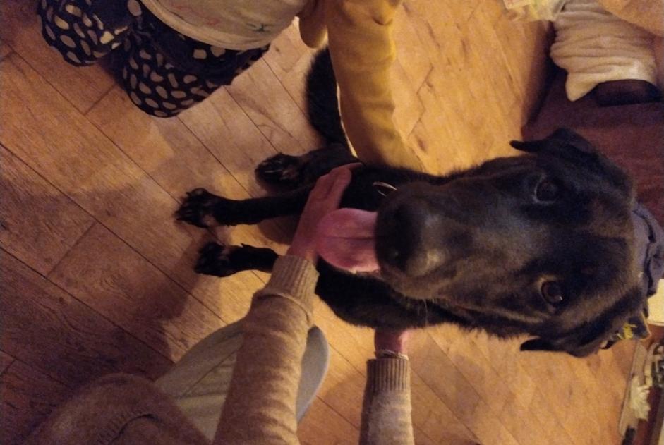 Alerte Découverte Chien croisement  Femelle Saint-Symphorien-sur-Coise France