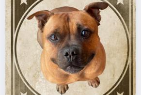Alerte Disparition Chien  Mâle , 7 ans Gap France