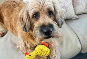 Alerte Disparition Chien  Mâle , 10 ans Le Tignet France