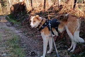 Alerte Disparition Chien croisement  Mâle , 3 ans Saint-Pierre-la-Bourlhonne France