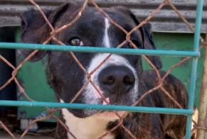 Alerte Découverte Chien Inconnu Beaulieu-sur-Layon France