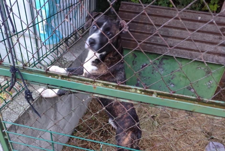 Alerte Découverte Chien Inconnu Beaulieu-sur-Layon France
