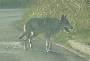 Alerte Découverte Chien  Inconnu Torsac France