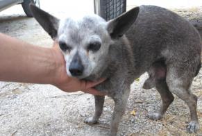 Alerte Découverte Chien  Mâle , 8 ans Sorgues France