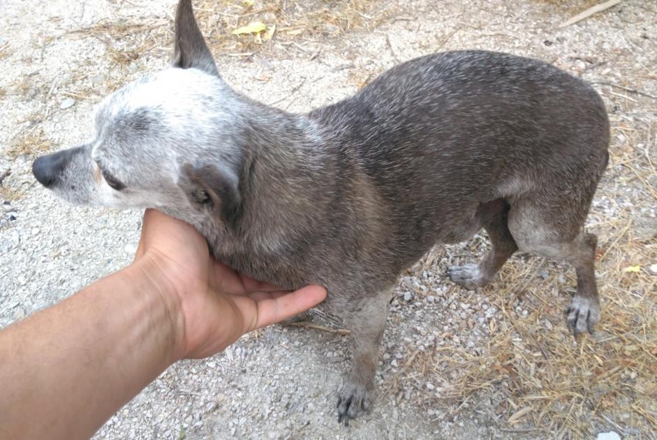 Alerte Découverte Chien  Mâle , 8 ans Sorgues France