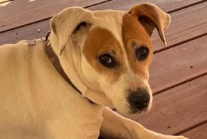 Alerte Disparition Chien  Mâle , 11 ans Niort France