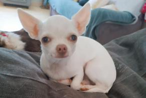 Alerte Disparition Chien  Femelle , 1 ans Nesmy France