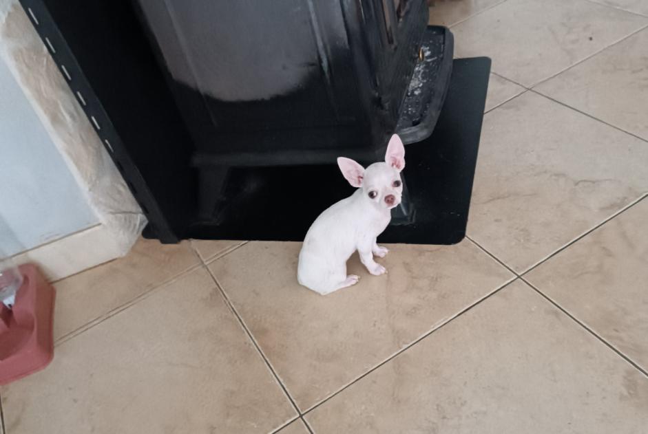 Alerte Disparition Chien  Femelle , 1 ans Nesmy France