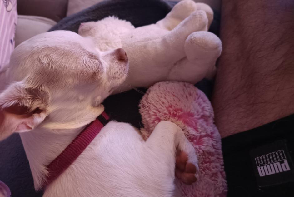 Alerte Disparition Chien  Femelle , 1 ans Nesmy France