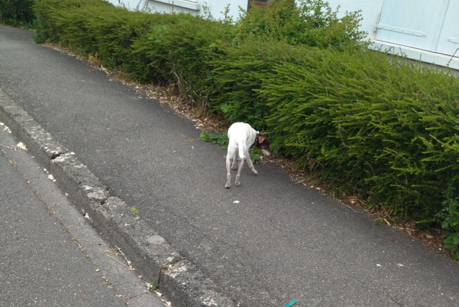 Alerte Découverte Chien Inconnu Rezé France