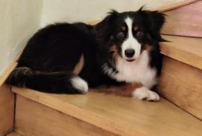 Alerte Disparition Chien  Mâle , 1 ans Chanteloup-en-Brie France