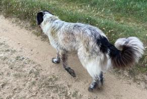 Alerte Découverte Chien croisement  Inconnu Surtainville France