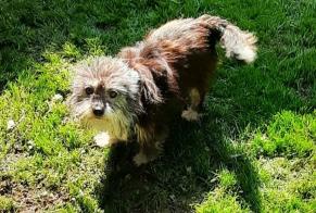Alerte Disparition Chien croisement  Femelle , 6 ans Massy France