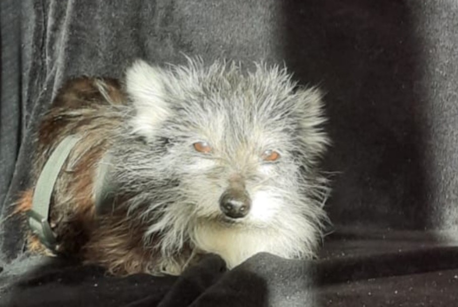 Alerte Disparition Chien croisement  Femelle , 6 ans Massy France