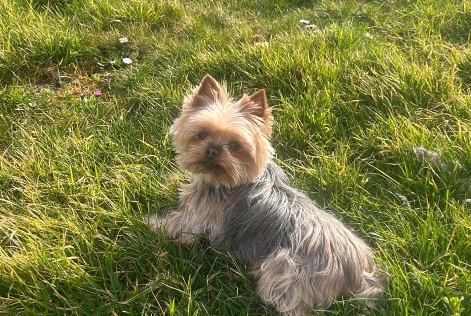 Alerte Disparition Chien  Femelle , 11 ans Le Clerjus France