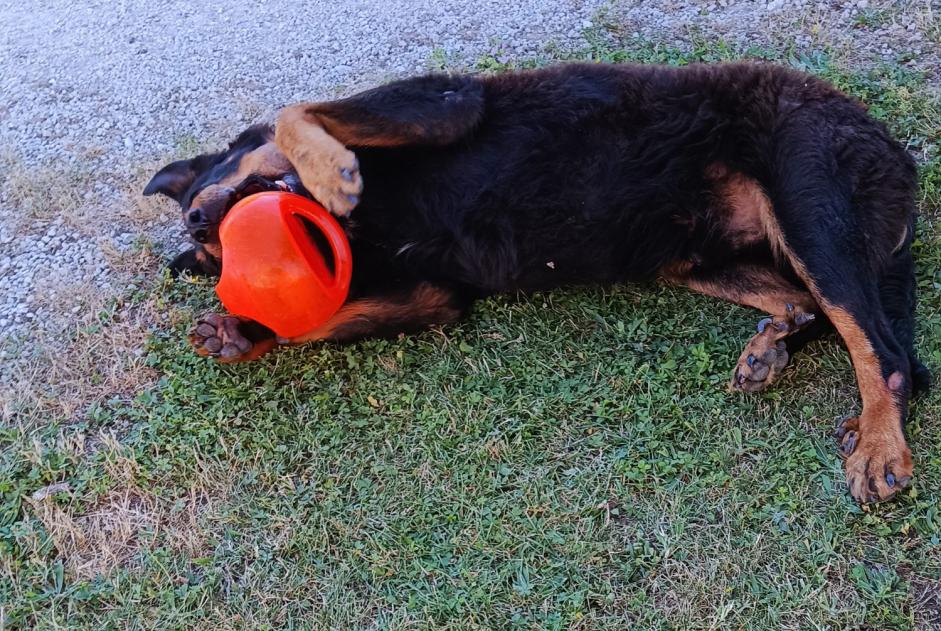 Alerte Disparition Chien  Mâle , 13 ans Saint-Laurent-d'Arce France
