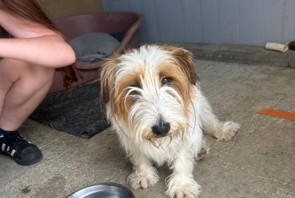 Alerte Découverte Chien croisement  Mâle Saint-Martin-de-Sanzay France