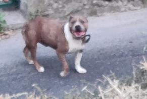 Alerte Découverte Chien Mâle Marseille France