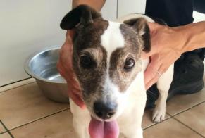 Alerte Découverte Chien  Mâle Châteauneuf-sur-Loire France